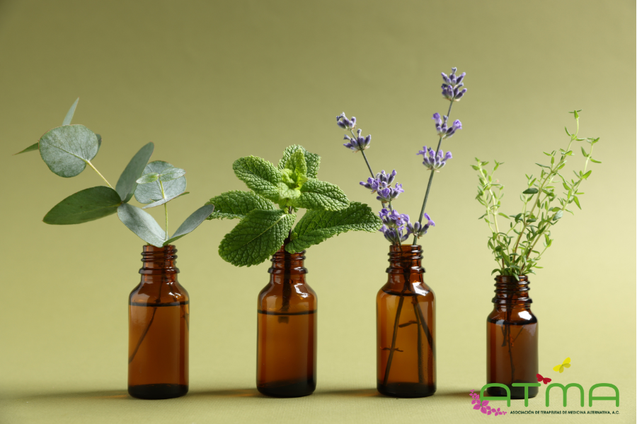 Diplomado Herbolaria